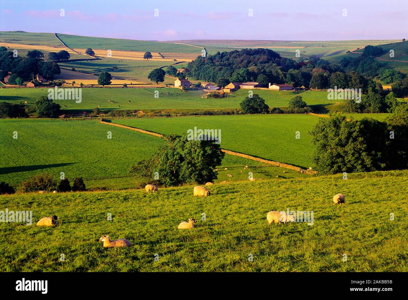 Paysage rural de pâturage avec des moutons et village, Tonbridge, dans le Yorkshire Dales National Park, England, UK Banque D'Images