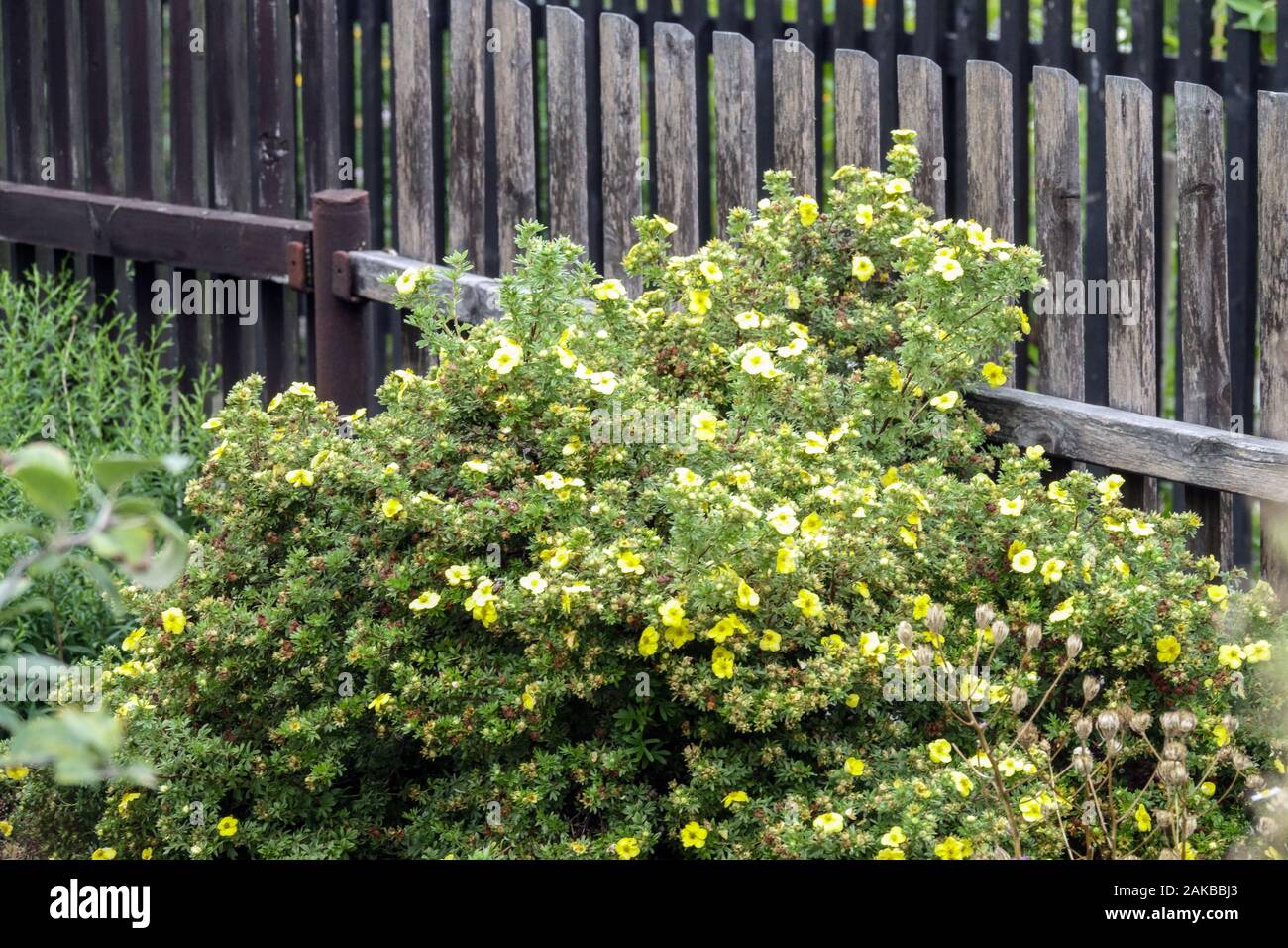 Clôture de jardin Shrubby Cinquefoil Dasiphora fruticosa clôture en bois Banque D'Images