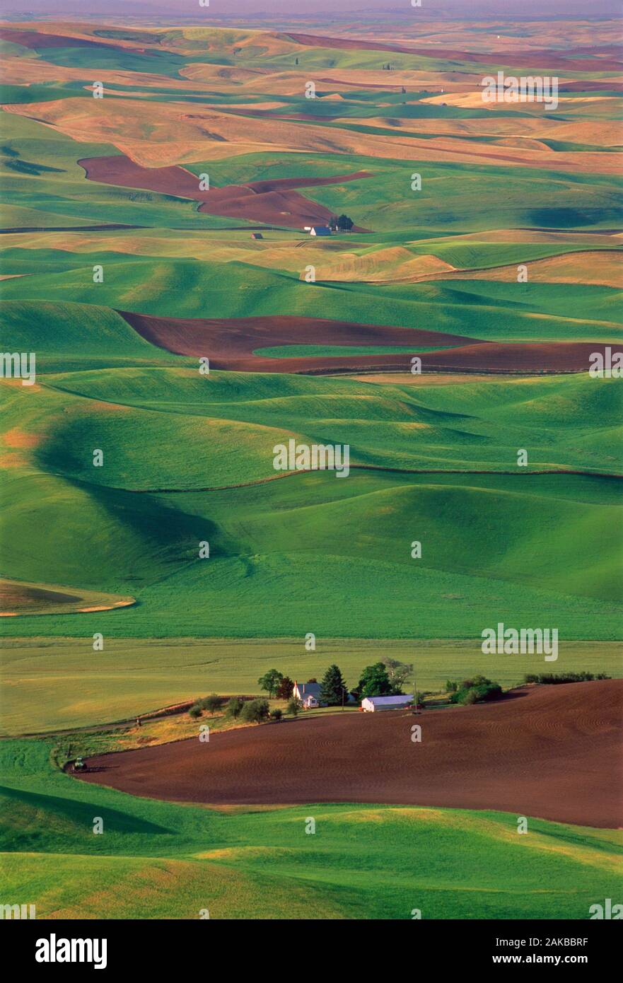 Paysage aux champs agricoles sur les collines, Colfax, Palouse, Washington State, USA Banque D'Images