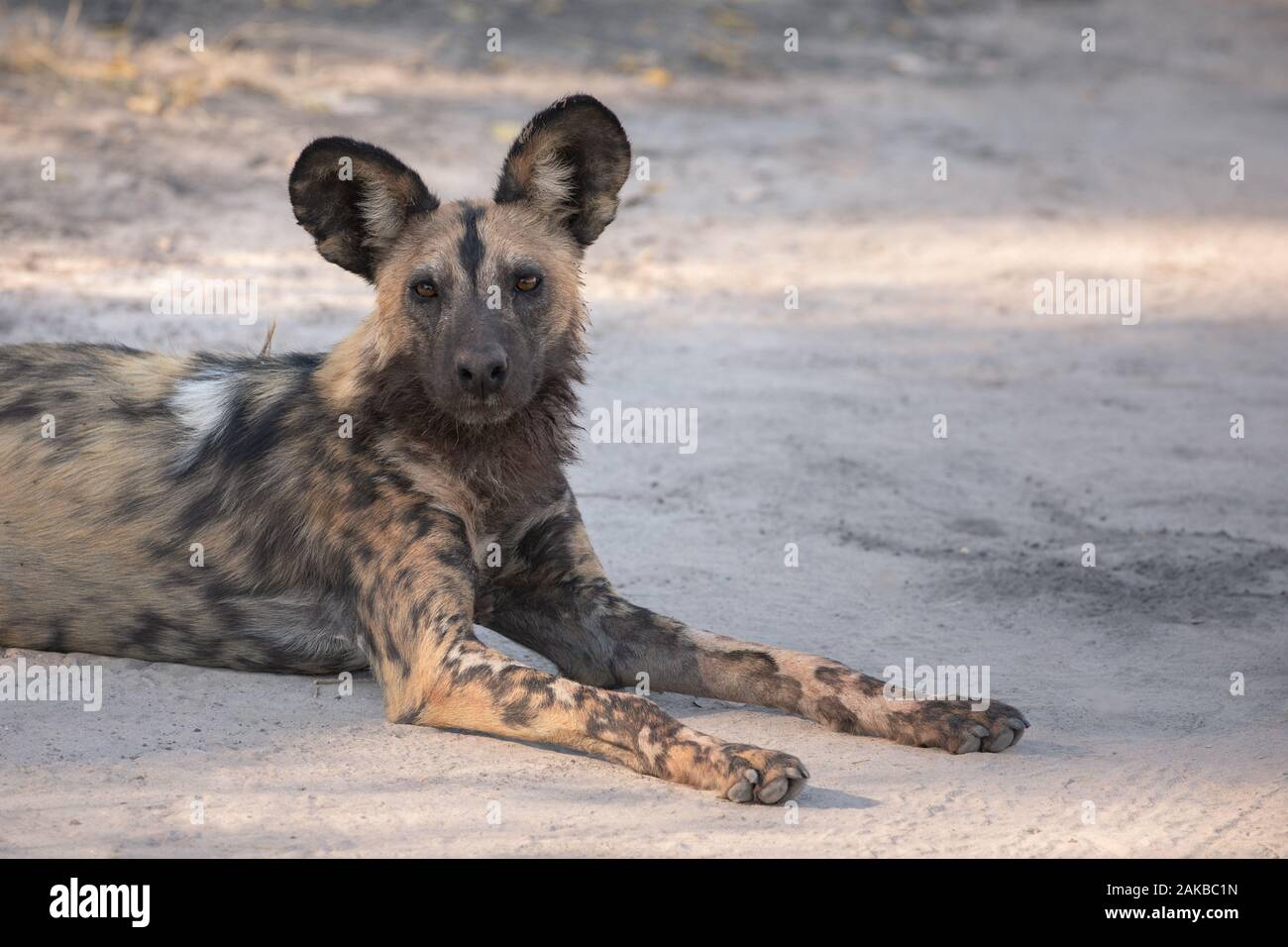 Portrait d'un chien sauvage se reposant après une chasse fructueuse et un repas. Moremi, Okavango Delta, Botswana. Banque D'Images