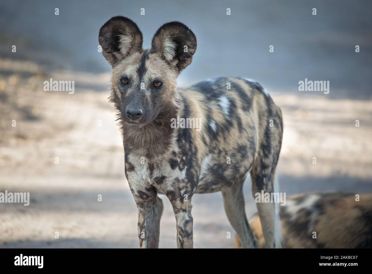 Portrait d'un chien sauvage se reposant après une chasse fructueuse et un repas. Moremi, Okavango Delta, Botswana. Banque D'Images
