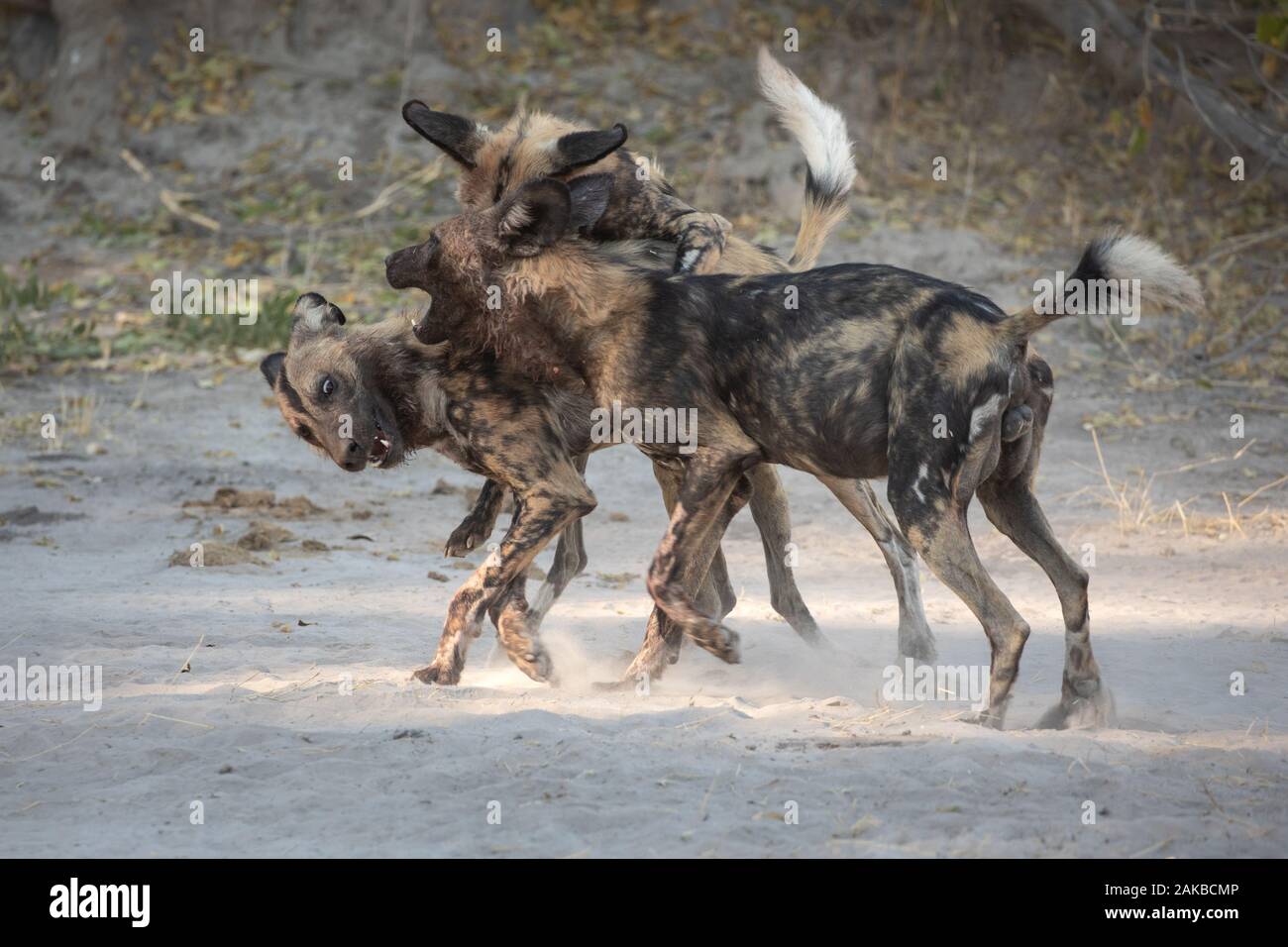 Un pack de chiens sauvages ludiques jouant dans la célébration après une chasse fructueuse. Moremi, Okavango Delta, Botswana. Banque D'Images