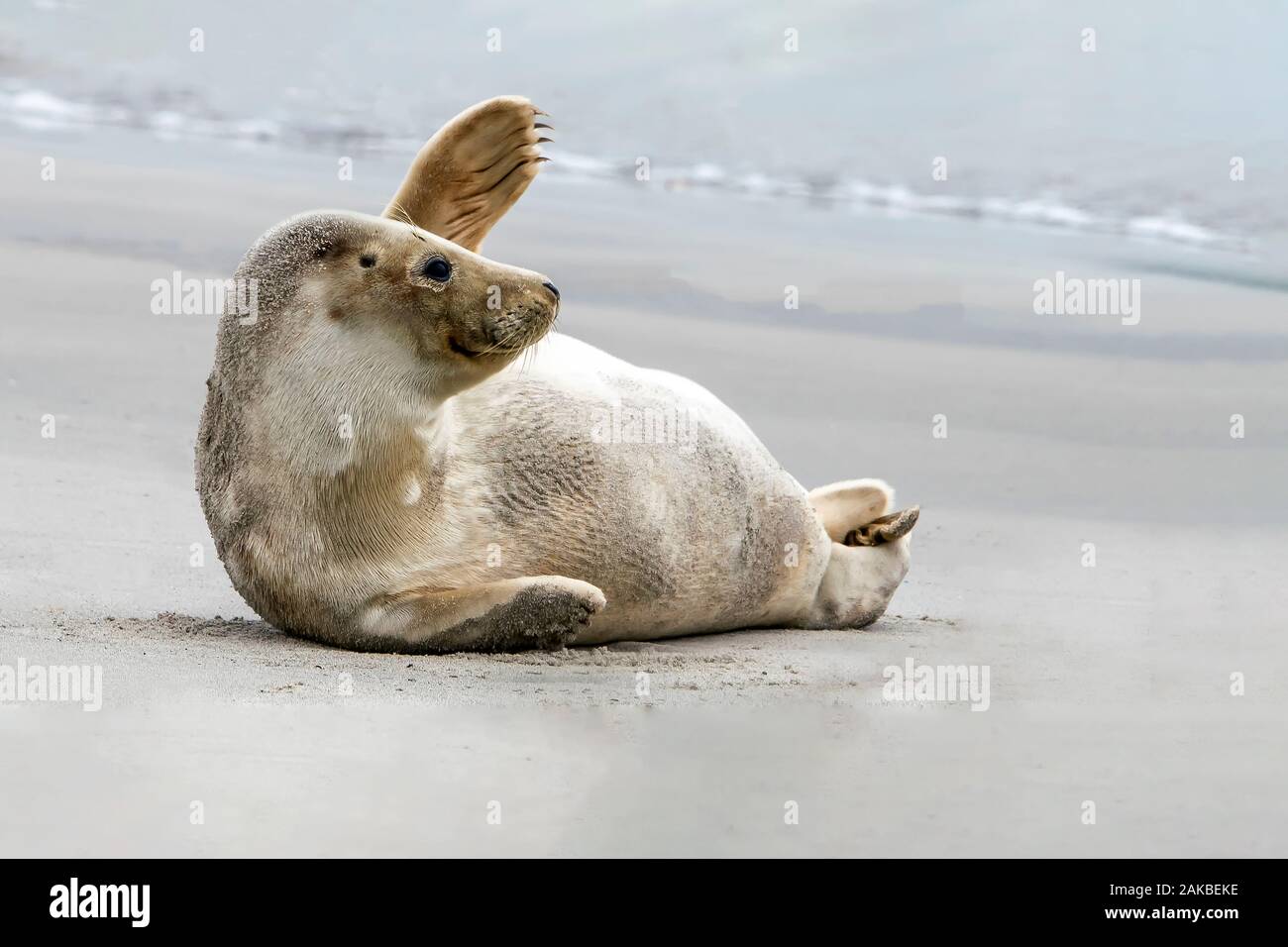 Waving Harbour SEAL / Common Seal (Phoca vitulina) sur la plage de l'île de Düne, Helgoland en Allemagne. Au revoir 2019. Au Revoir 2019, Bonjour 2020. Banque D'Images