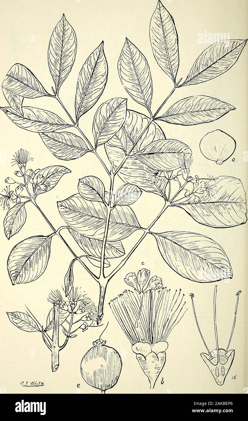 Catalogue complet des plantes du Queensland, les deux peuples et naturalizedTo qui sont ajoutés, si elle est connue, l'autochtone et d'autres noms vernaculaires ; avec de nombreuses illustrations et des notes sur les propriétés, caractéristiques, &c., des plantes . 181 bis. Eugenia, Fkancisii sous caution. (I) bouton floral, (z) fleur, (3), (4) des pétales, l'anthère (5) long. secte, pétale de fleur anil toutes les étamines sauf deux, (6) des fruits. (1), (2), (3) et (5) de l'enl.  ; (4) et (6) nat. taille. 212 LI. MYRTACE/E.181 ter.. 181 ter. Eugenia, Simmondste sous caution. (A) un pétale de fleur, (b), (c) des boutons de fleurs, (d) section longitudinale o Banque D'Images