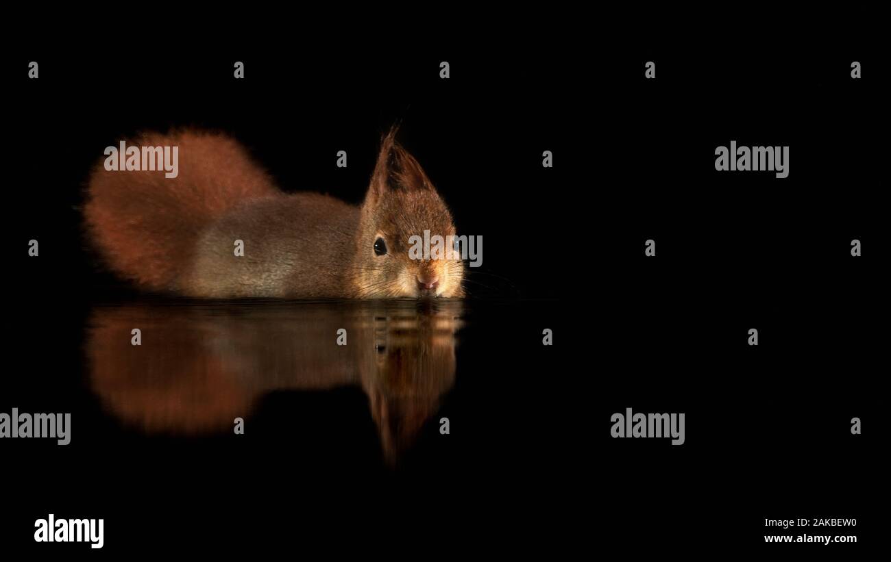 Le magnifique écureuil rouge eurasien (Sciurus vulgaris) naine dans une piscine d'eau dans la forêt de Drunen, aux Pays-Bas. Fond noir. Réflexion Banque D'Images