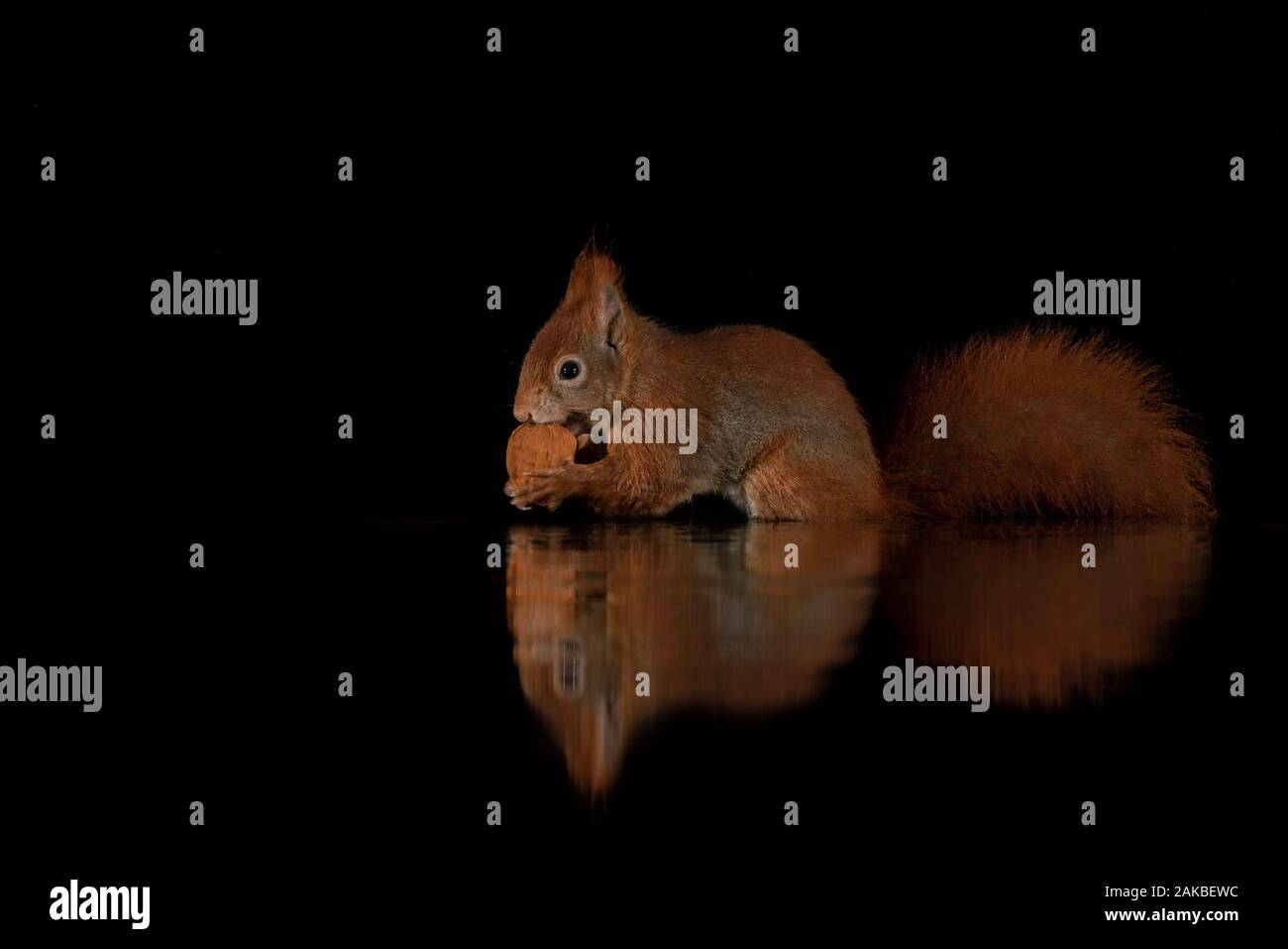 Portrait d'un écureuil eurasien rouge au crépuscule dans la forêt de Drunen mangeant une noix dans une piscine d'eau avec un reflet parfait de l'animal, backgrou sombre Banque D'Images