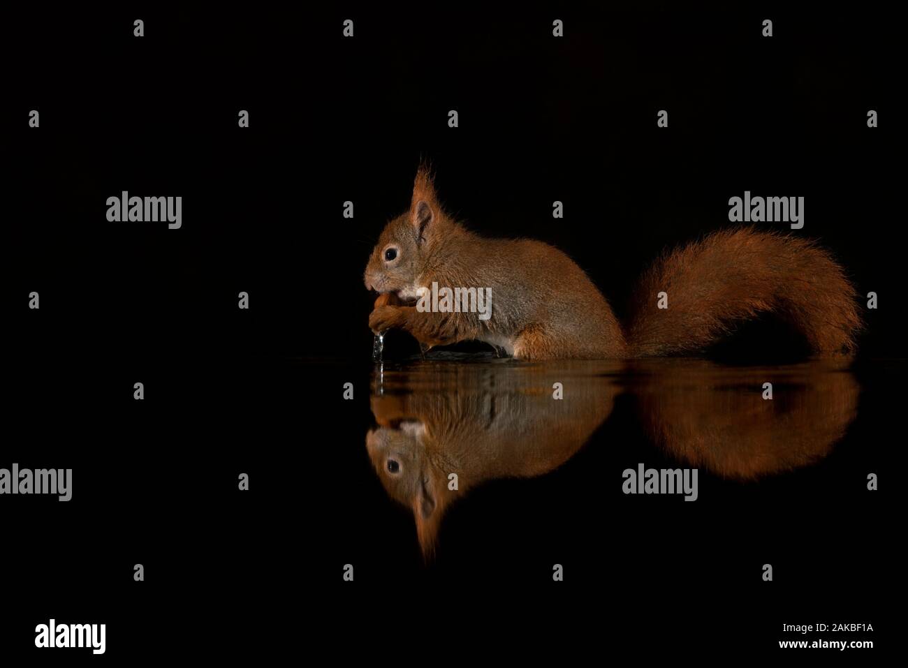 L'écureuil rouge eurasien (Sciurus vulgaris) mange une noisette dans une piscine d'eau dans la forêt de Drunen, aux Pays-Bas. Fond sombre Banque D'Images