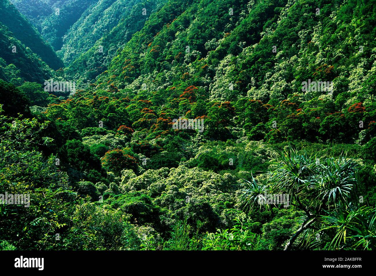 Forêt tropicale, Maui, Hawaii, USA Banque D'Images