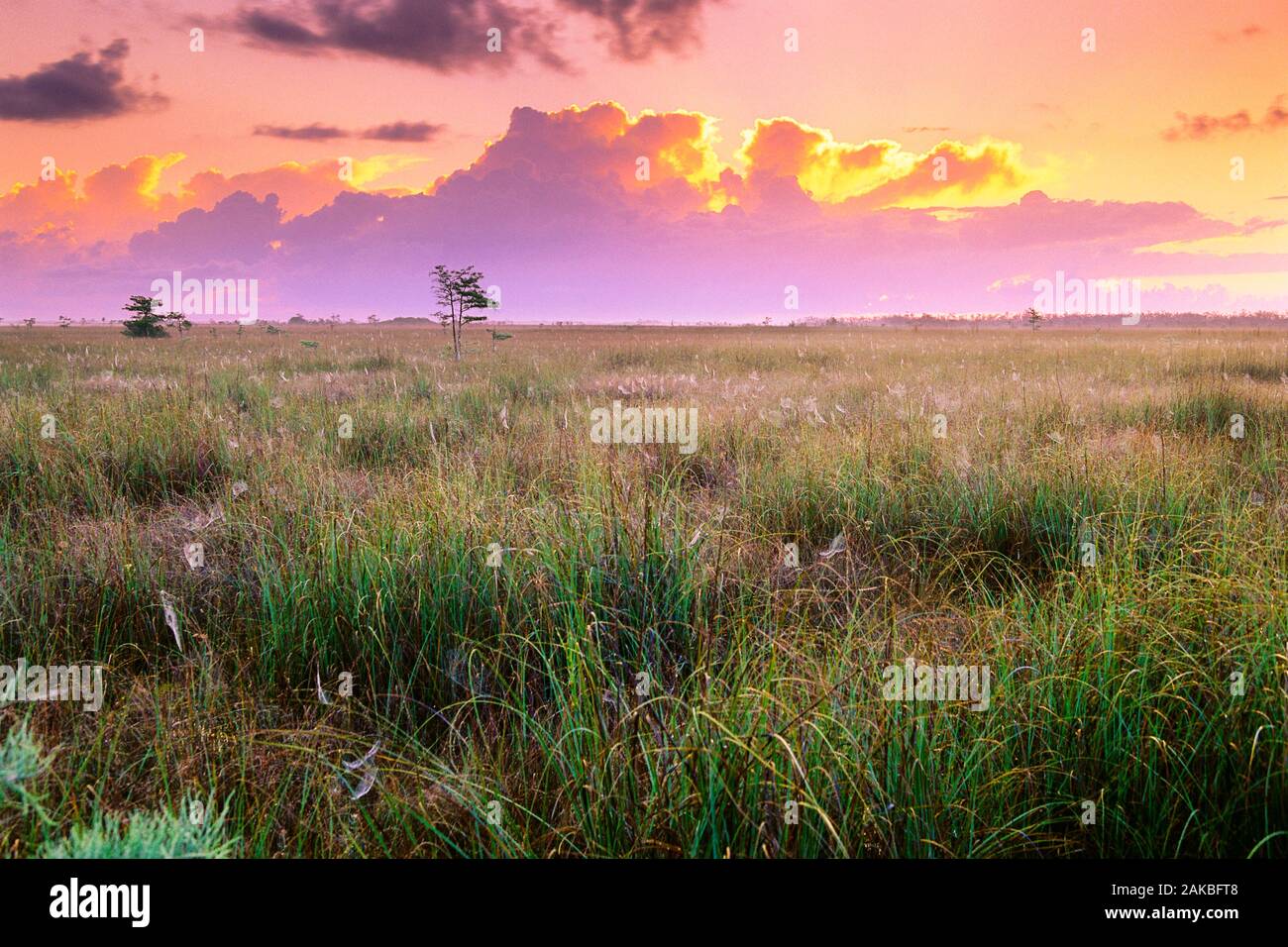 Au coucher du soleil, Parc National des Everglades, Florida, USA Banque D'Images