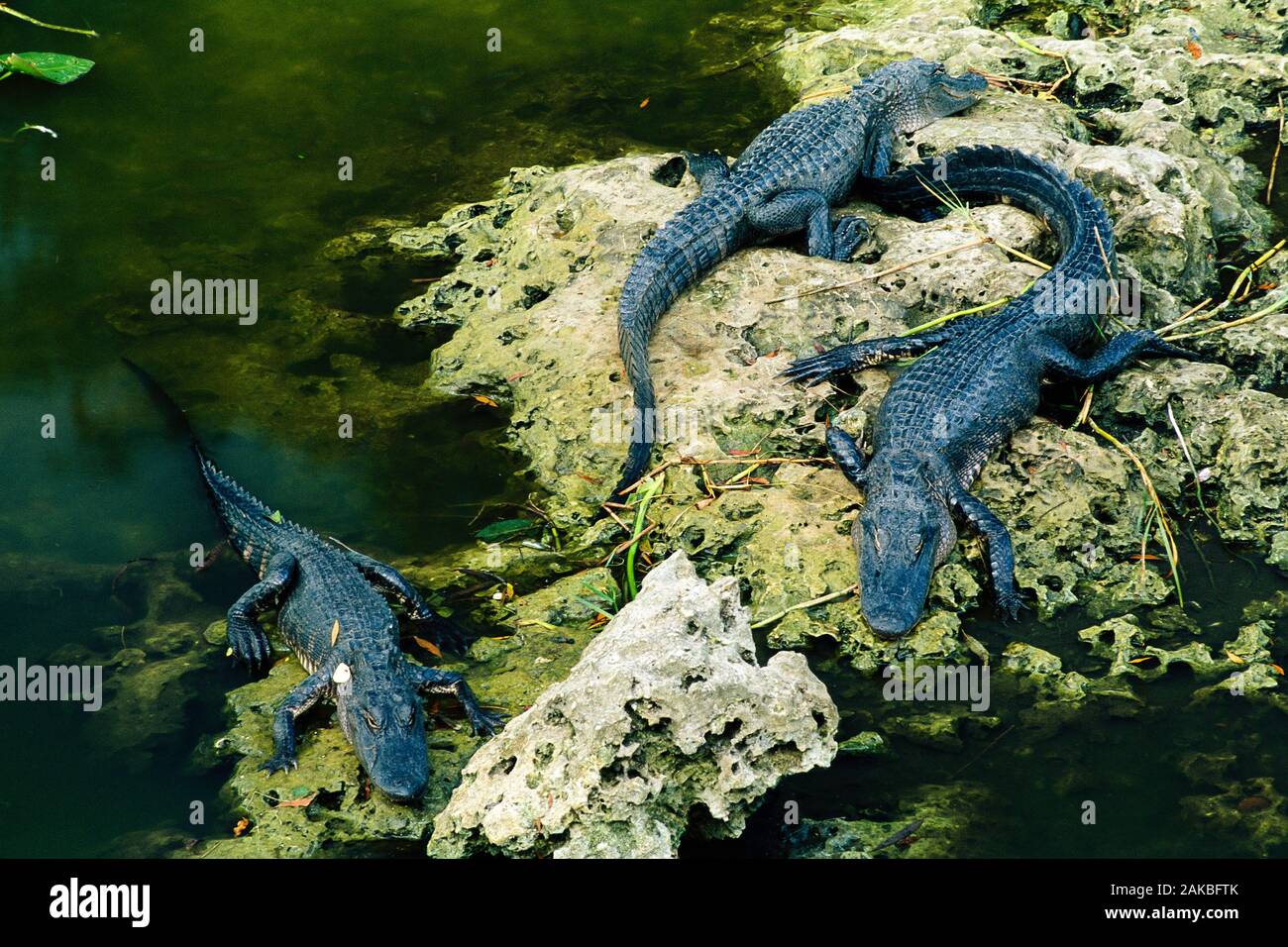 Alligators se reposant dans un marais, le Parc National des Everglades, Florida, USA Banque D'Images