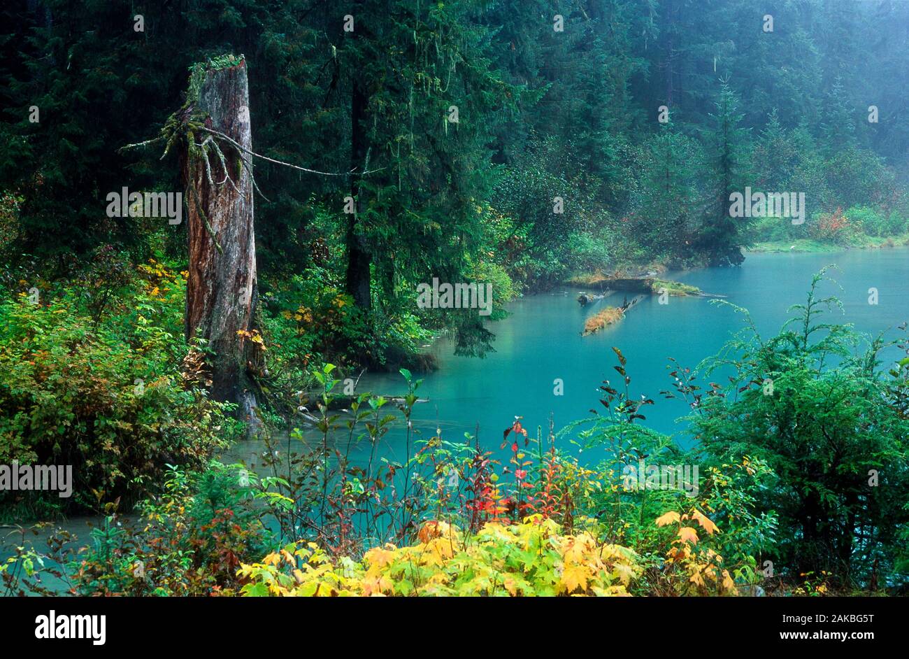 Arbres et étang, Hyder, Alaska, USA Banque D'Images