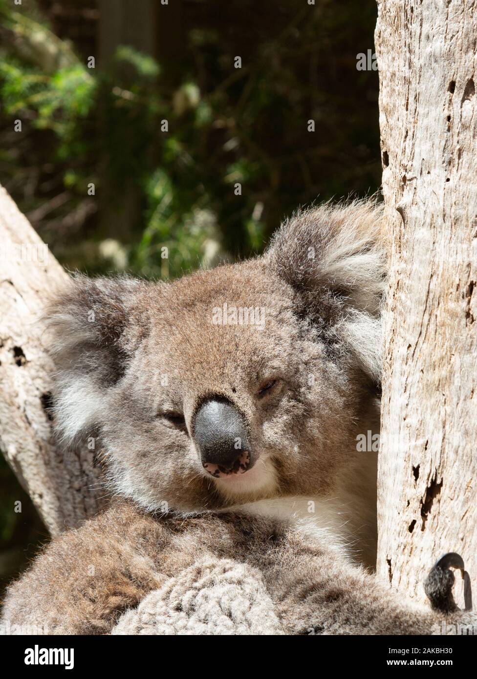 Koala, Phascolarctos cinereus , près de la tête d'un koala dans un arbre, exemple de la faune australienne, Urimbirra Wildlife Park, Australie méridionale Banque D'Images