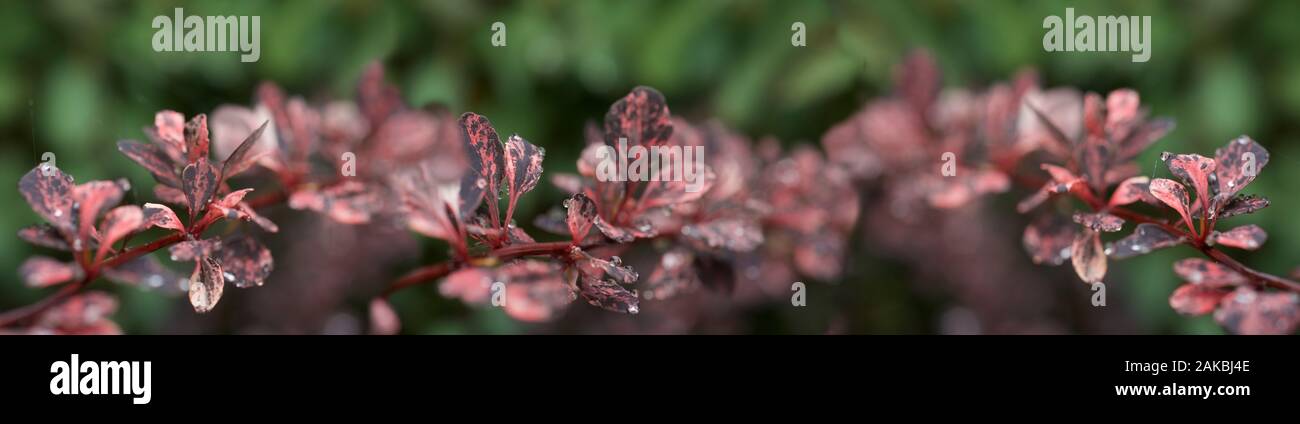 Rosée sur les feuilles, Seattle, Washington, USA Banque D'Images