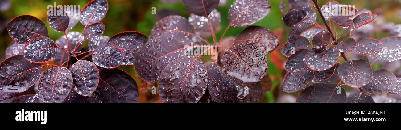 Les feuilles marron dans la pluie, Seattle, Washington, USA Banque D'Images