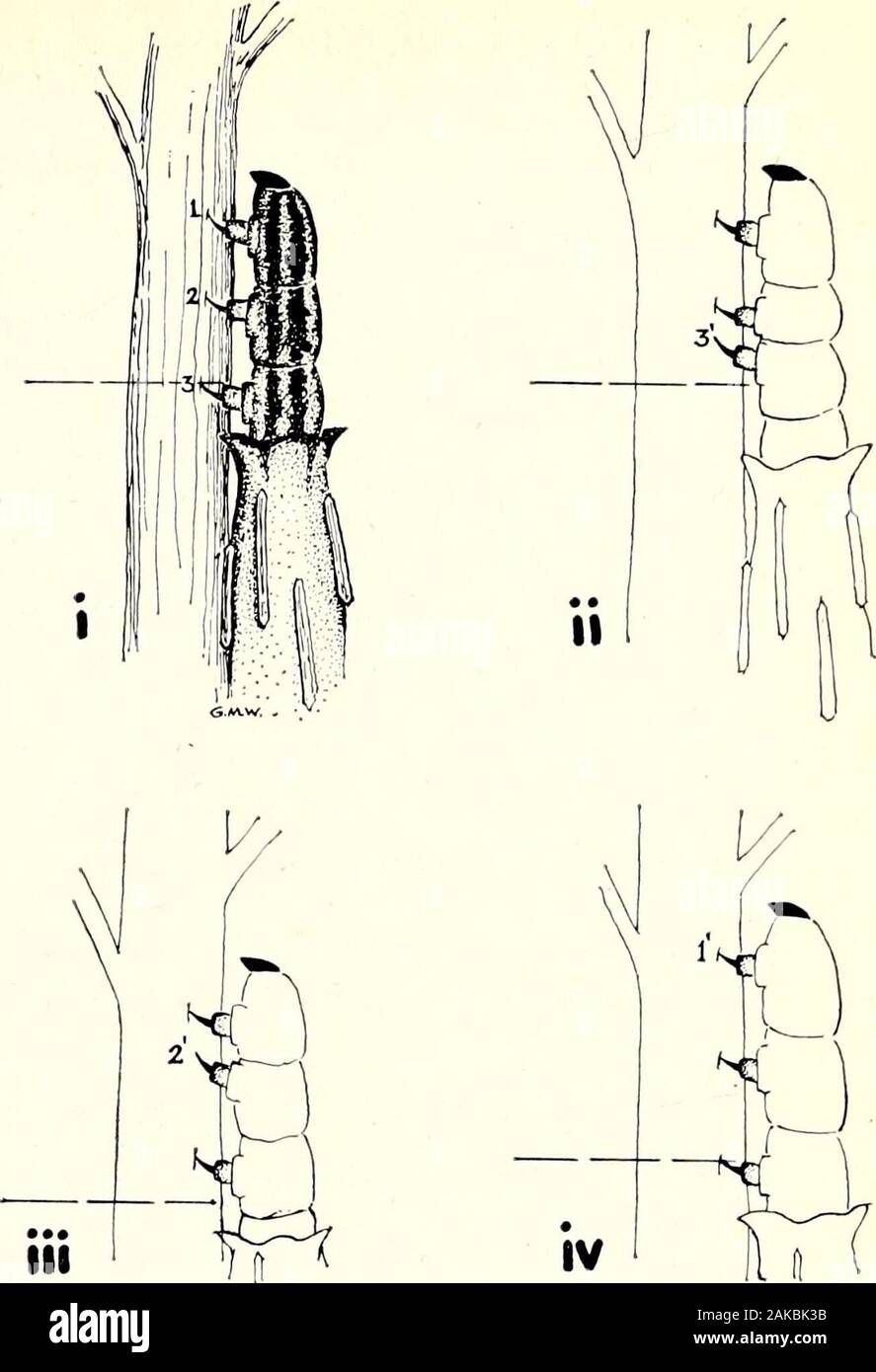 Le Victorian naturalist . 202 Vict. Nat., vol. 85 fils de soie au sol, spin forthemselves lookinglike conique en soie de cas de petits cancres caps, et commencer à thecycle d'événements une fois de plus. Au cours de l'hiver, l'espèce hangsfrom highabove raisonnablement un certain appui au sol. Très souvent, un seesthe Casemoth suspendedfrom Saunders les câbles aériens ou des gouttières de toit. J'ai eu les trois espèces d'accompagnement de l'shownin,photographies sous observation depuis février dernier.Ils n'ont pas (jusqu'à cette date) movedfrom takenup leurs positions qui étaient au début d'avril. Dans factI ont le sentiment que Banque D'Images