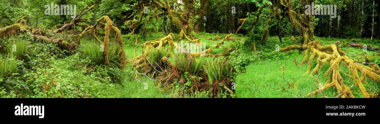 Quinault Rain Forest, North Carolina, USA Banque D'Images