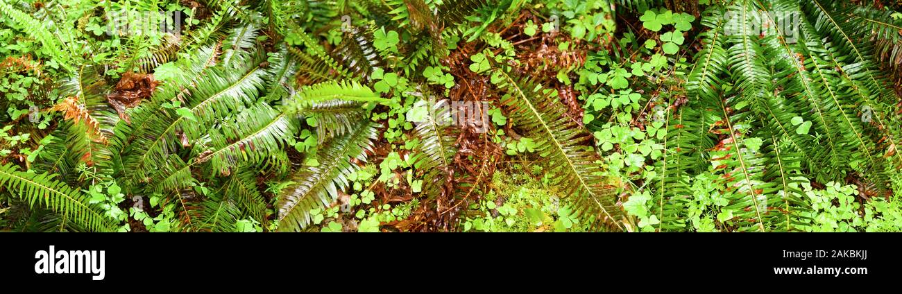 Fougères à Quinault Rain Forest, North Carolina, USA Banque D'Images