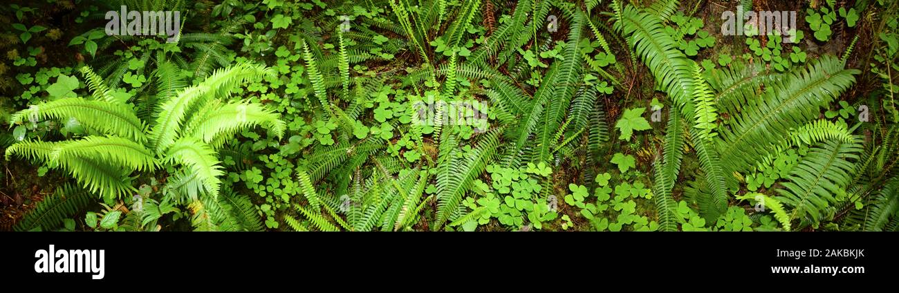 Fougères à Quinault Rain Forest, North Carolina, USA Banque D'Images