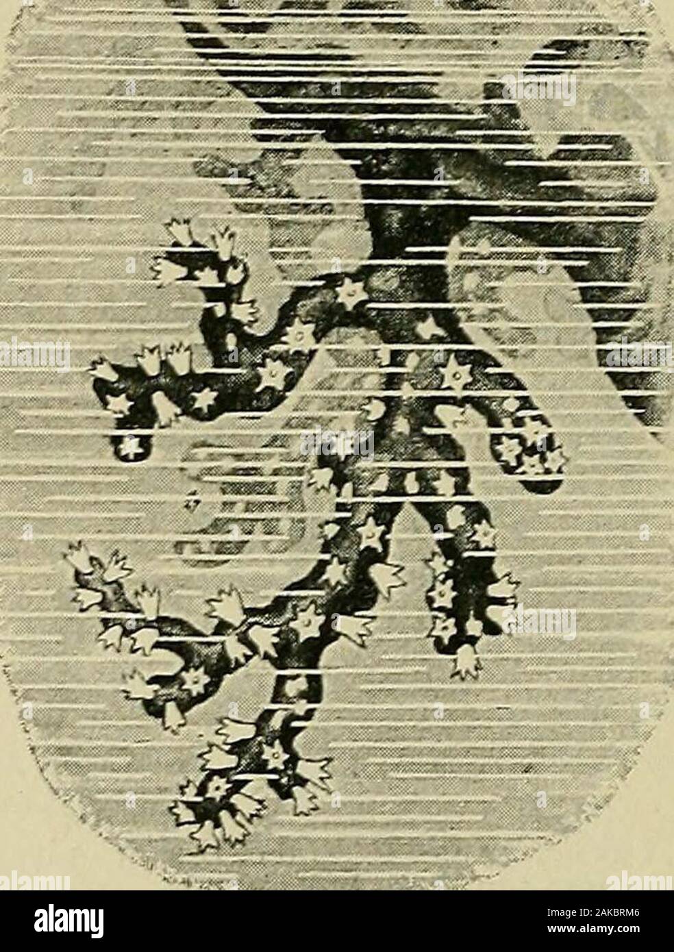 Physiologie générale ; un aperçu de la science de la vie . c-d'après elle une petite particule de matière vivante, coupé du 58 physiologie générale cellule vivante sous le microscope, serait une personne. Cependant, particules Sucha, ne peuvent pas être considérés comme tels lorsqu'il s'est vu howevery minute masse de substance vivante, qui n'a pas la valeur de la cellule, tôt ou tard, invariablement périt. La capacité d'auto-préservation peut donc être ajoutée à la conception de l'en-dividual et celui-ci peut être milieu défini comme suit : en-dividual est une masse unitaire de la substance vivante, ce qui, en vertu de la Banque D'Images
