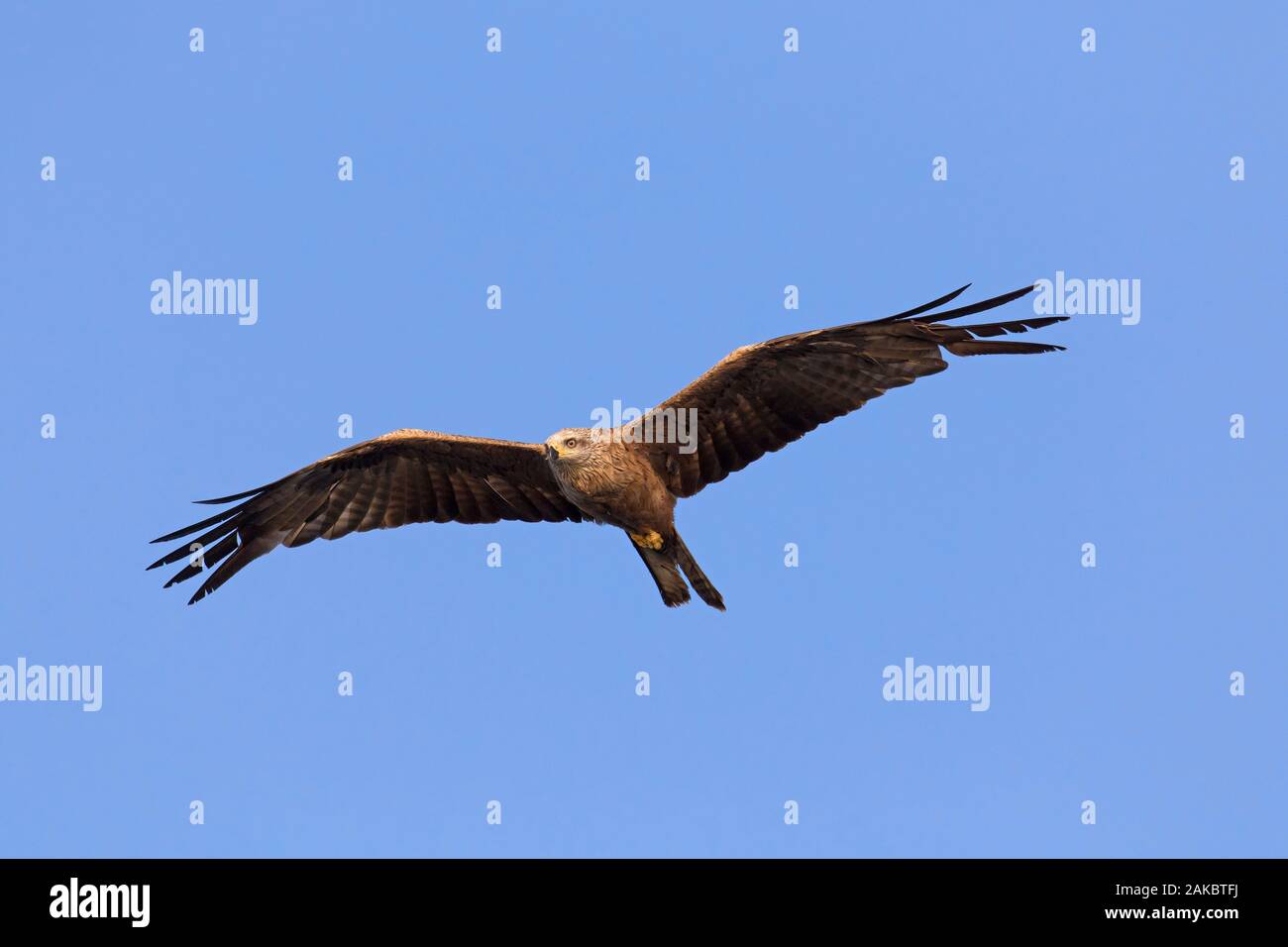 Milan noir (Milvus migrans), vol en planeur d'oiseaux migrateurs contre le ciel bleu Banque D'Images