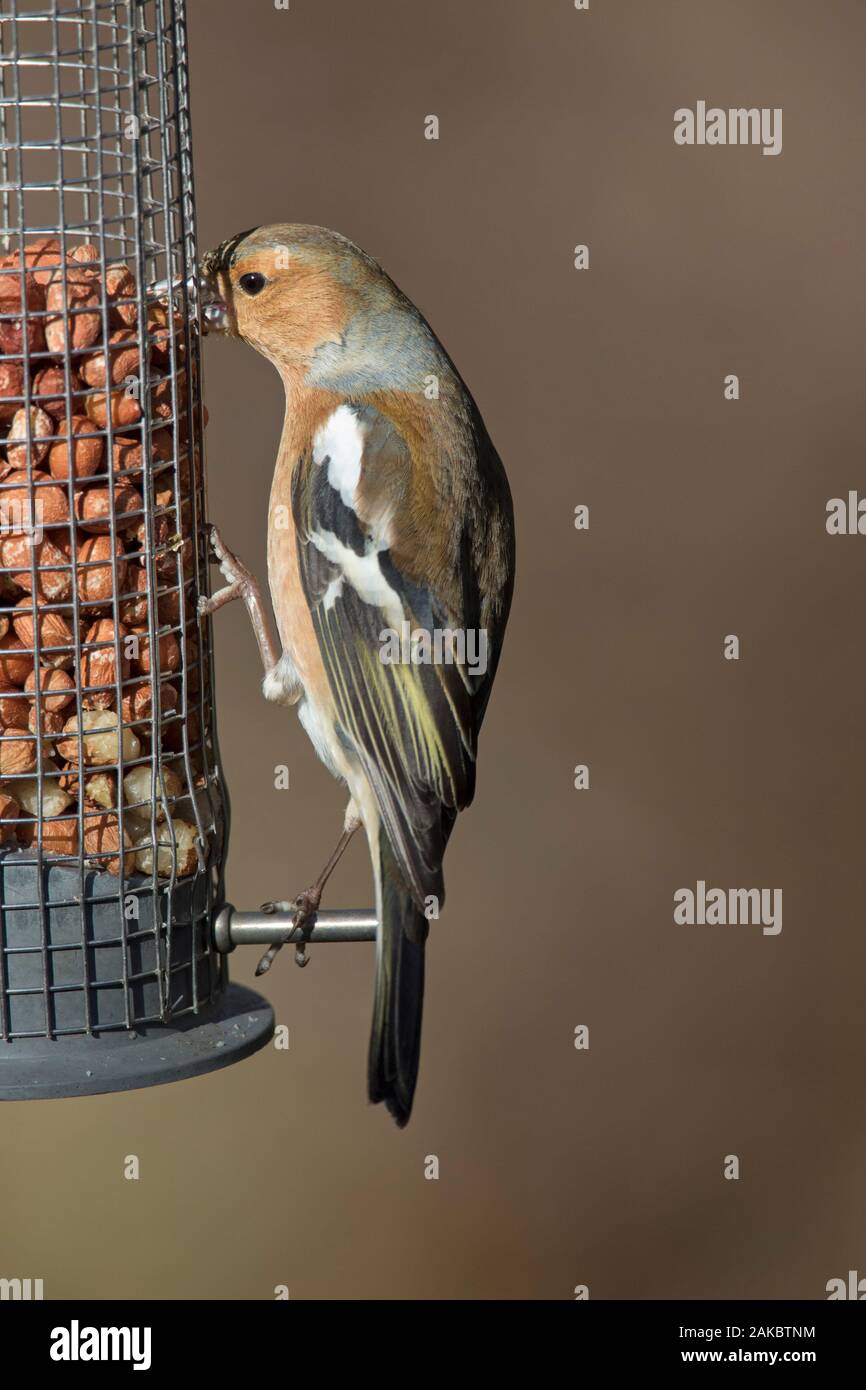 Common Chaffinch (Fringilla coelebs) homme de manger les arachides, de jardin mangeoire / mangeoire Banque D'Images
