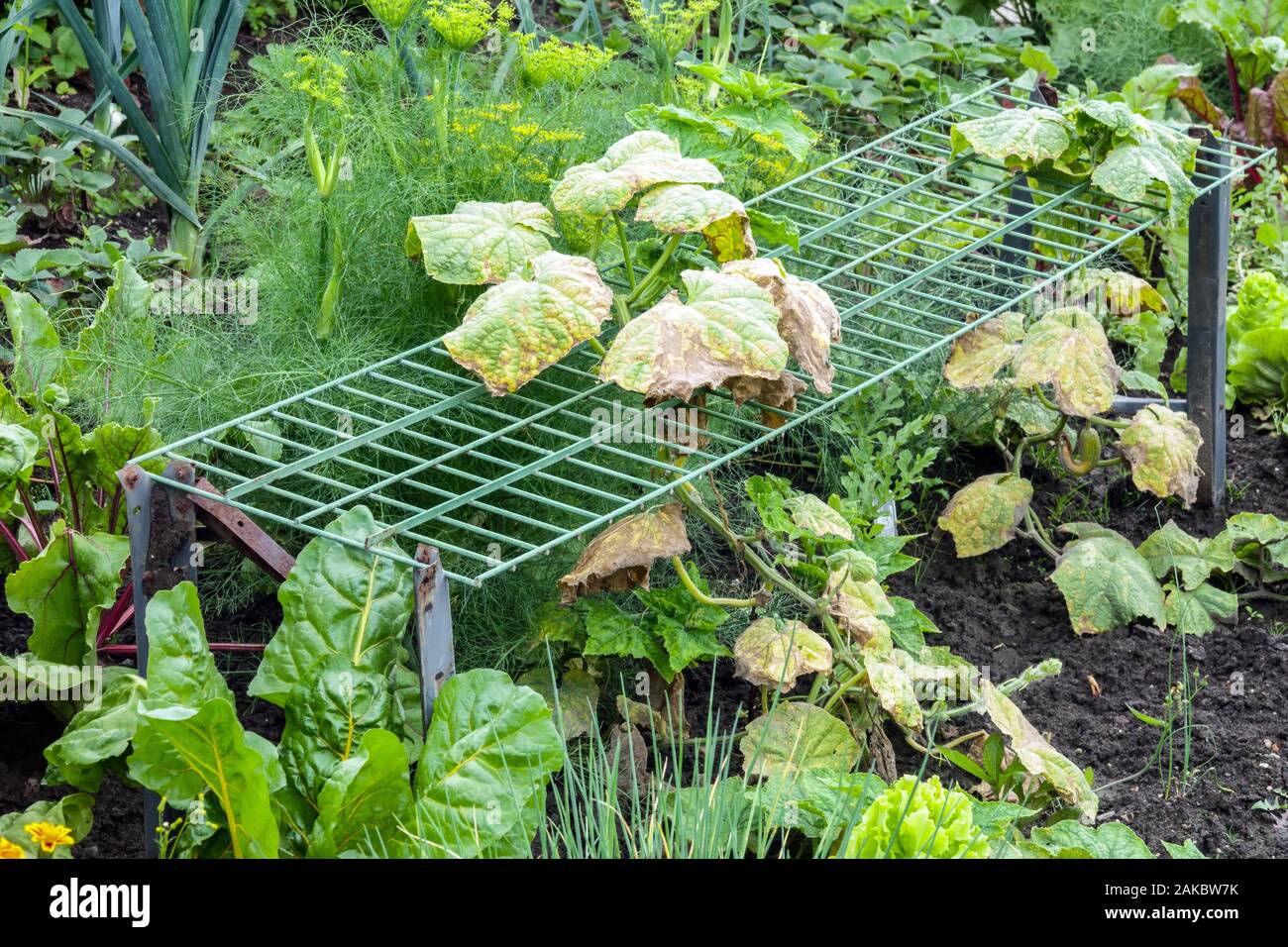 Jardin potager à la fin de l'été, l'appui sur le fil pour le concombre Banque D'Images