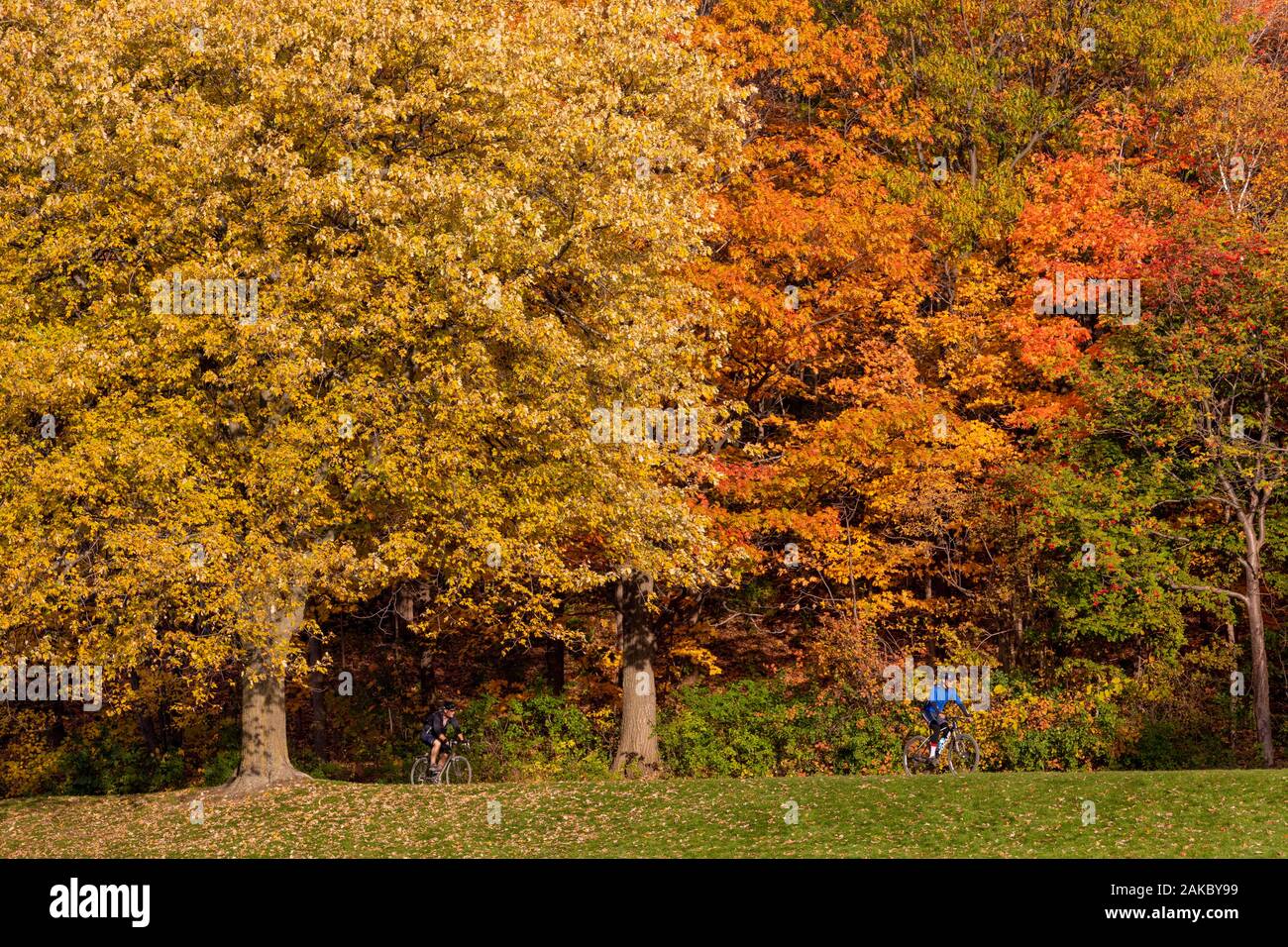 Canada, Province de Québec, Montréal, Parc du mont Royal, les couleurs de l'été indien, les cyclistes Banque D'Images