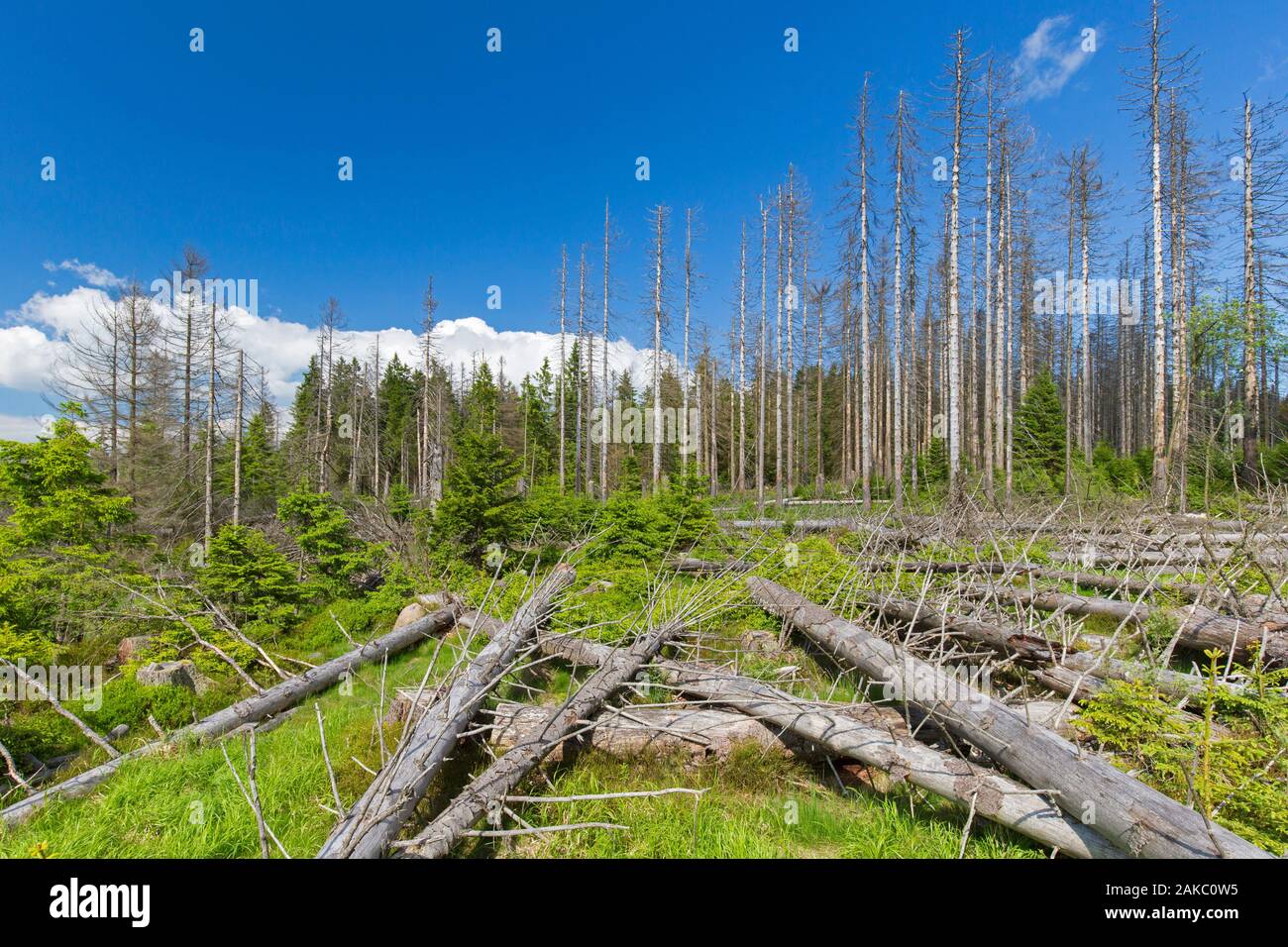 Les épicéas morts, tués par les scolytes (Scolytinés) infestation, Parc National de Harz, Saxe-Anhalt, Allemagne Banque D'Images