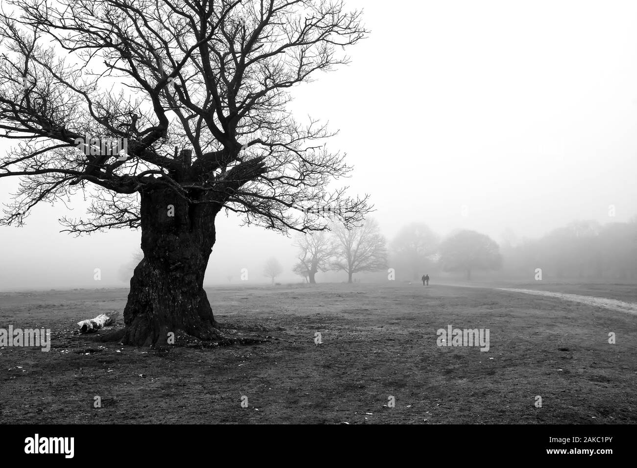 Un triste paysage brumeux, avec un vieux et arbre sec dans le premier plan et de personnes disparues dans le brouillard Banque D'Images