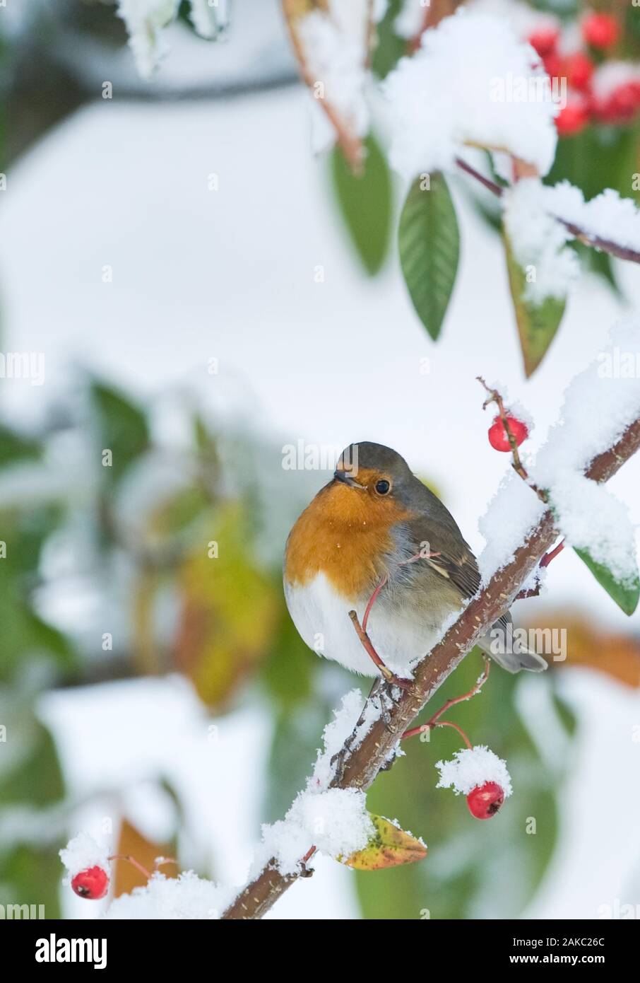Erithacus rubecula aux abords de la neige dans le jardin d'hiver de bush dans Norfolk Banque D'Images Erithacus rubecula aux abords de la neige dans le jardin d'hiver de bush dans Norfolk Banque D'Images
