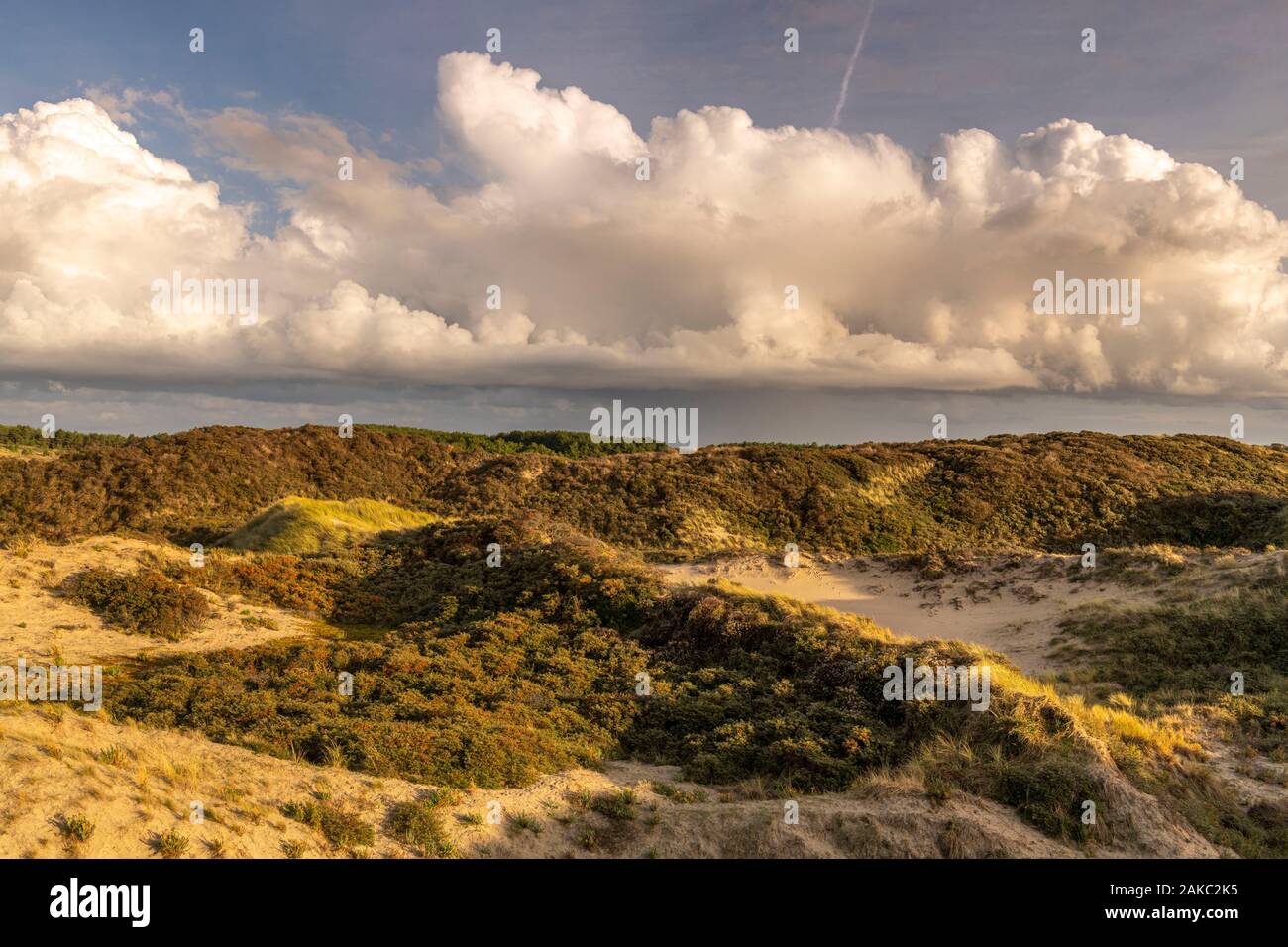 France, Somme, Quend-Plage, les dunes du Marquenterre à la fin de la journée, entre deux douches à l'automne, la mer buckthorns sont couverts de leurs fruits orange Banque D'Images