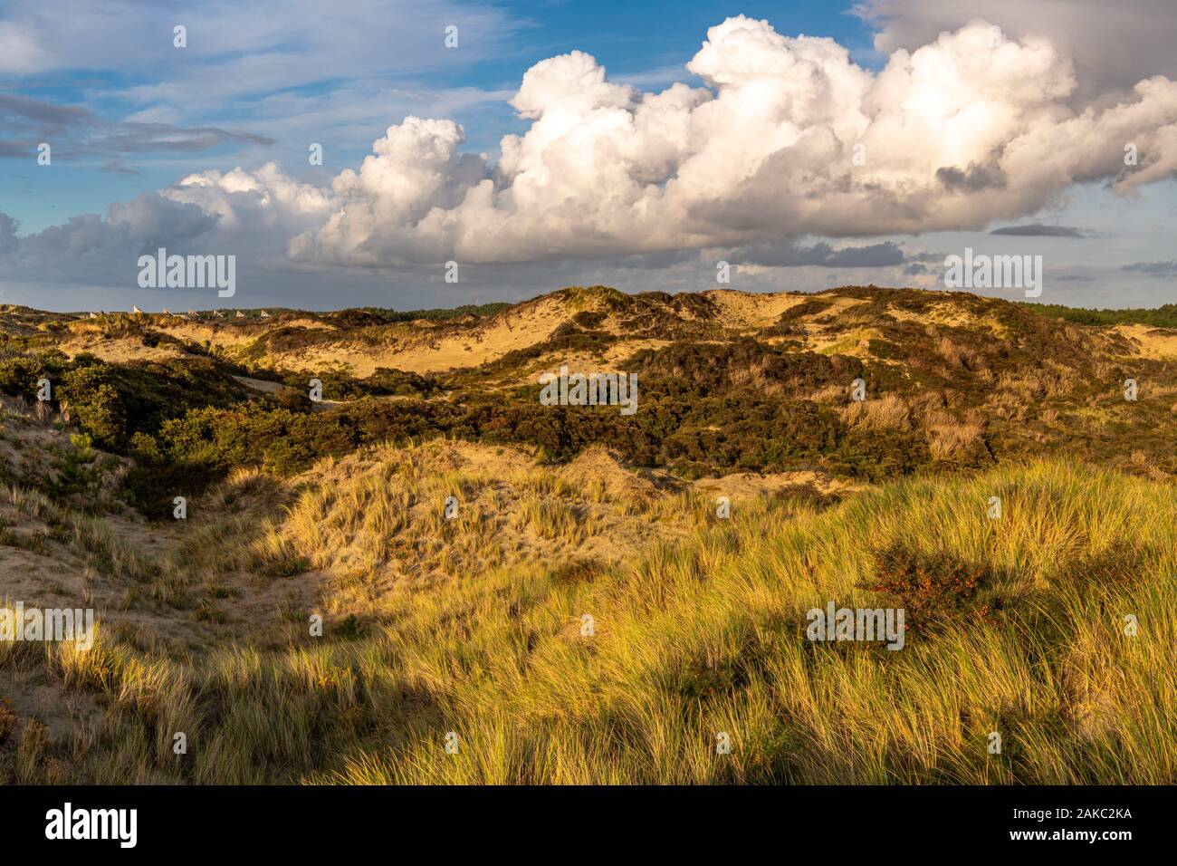 France, Somme, Quend-Plage, les dunes du Marquenterre à la fin de la journée, entre deux douches à l'automne, la mer buckthorns sont couverts de leurs fruits orange Banque D'Images