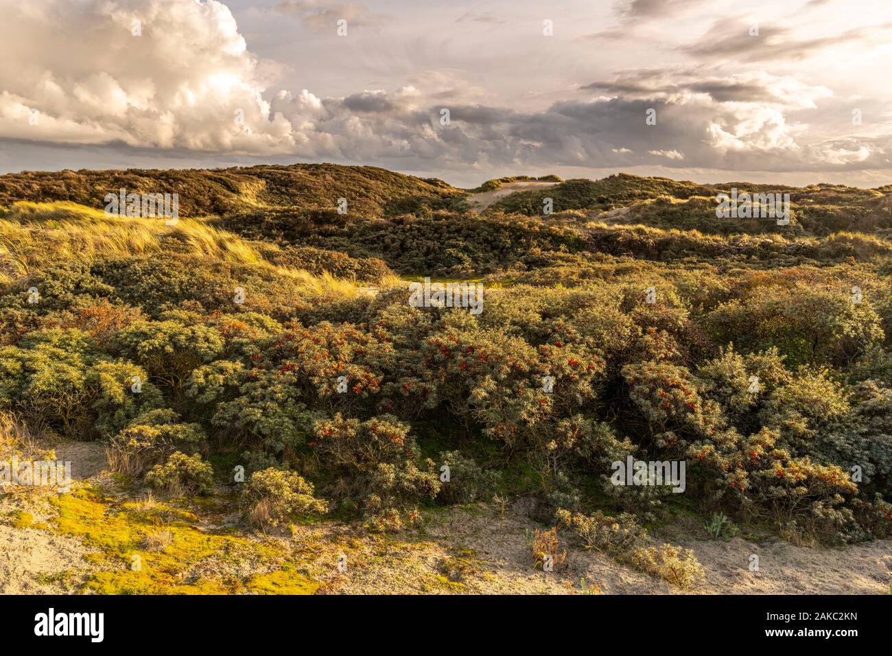 France, Somme, Quend-Plage, les dunes du Marquenterre à la fin de la journée, entre deux douches à l'automne, la mer buckthorns sont couverts de leurs fruits orange Banque D'Images