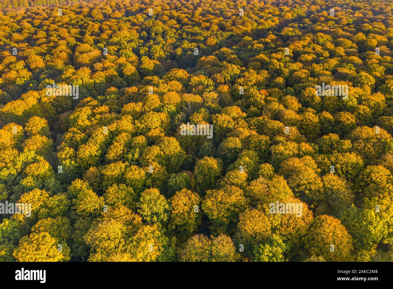 France, Somme, Crécy-en-Ponthieu, La Forêt de Crécy se dégage de la brume du matin en automne (vue aérienne) Banque D'Images