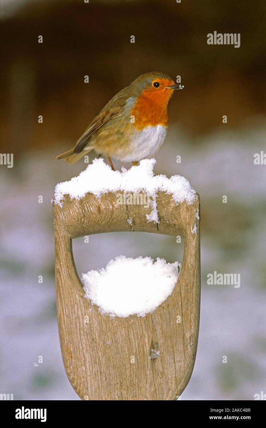 Robin, Erithacus rubecula aux abords, sur fourche poignée en hiver dans le jardin, UK Banque D'Images Robin, Erithacus rubecula aux abords, sur fourche poignée en hiver dans le jardin, UK Banque D'Images