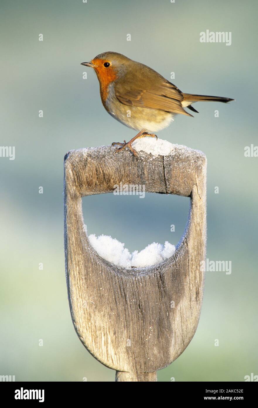 Erithacus rubecula aux abords sur la neige couverts spade poignée en hiver jardin Kent UK Banque D'Images Erithacus rubecula aux abords sur la neige couverts spade poignée en hiver jardin Kent UK Banque D'Images