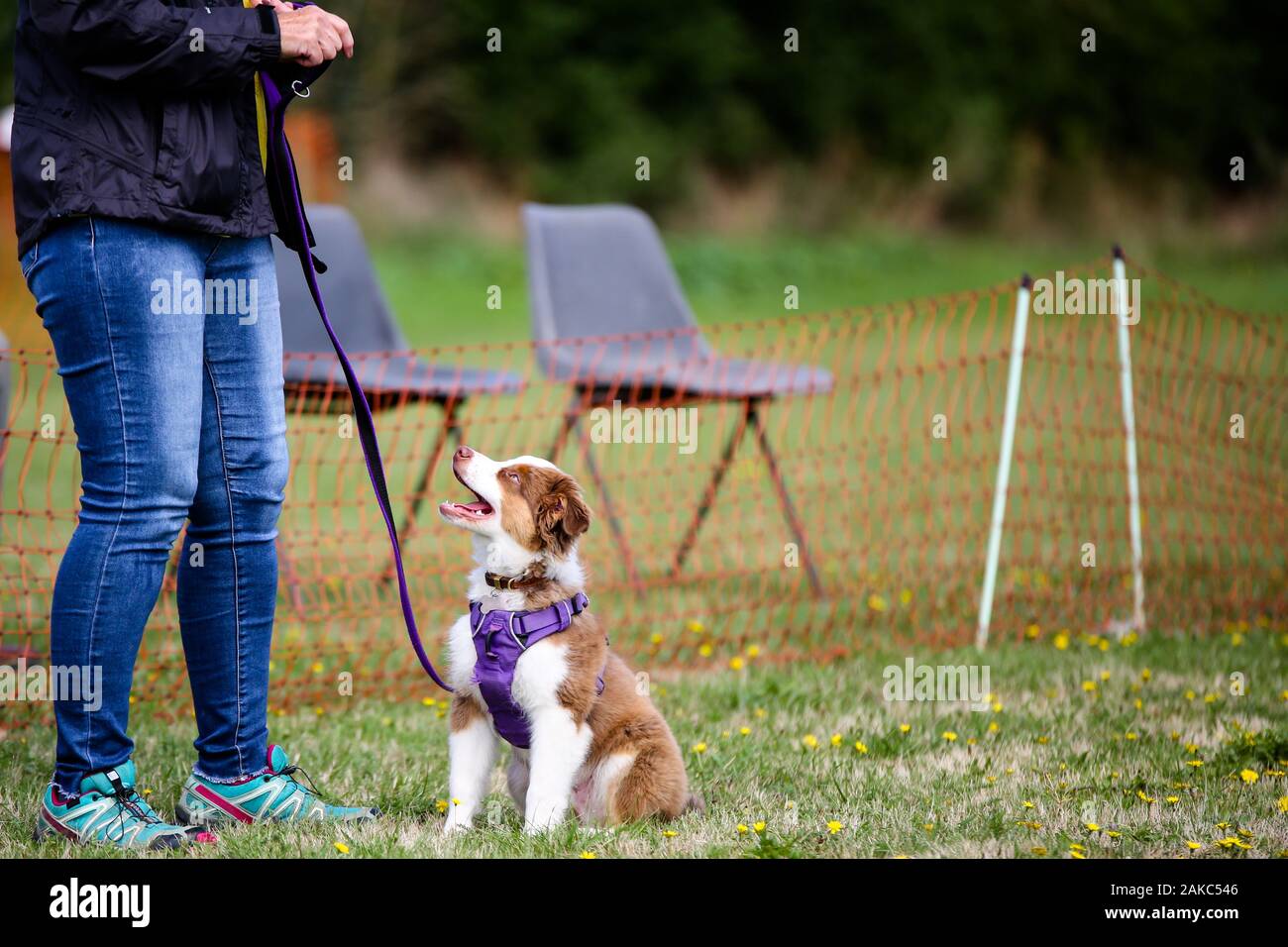 Un border collie cross en attente d'être jugés dans une fête du village dog show Banque D'Images