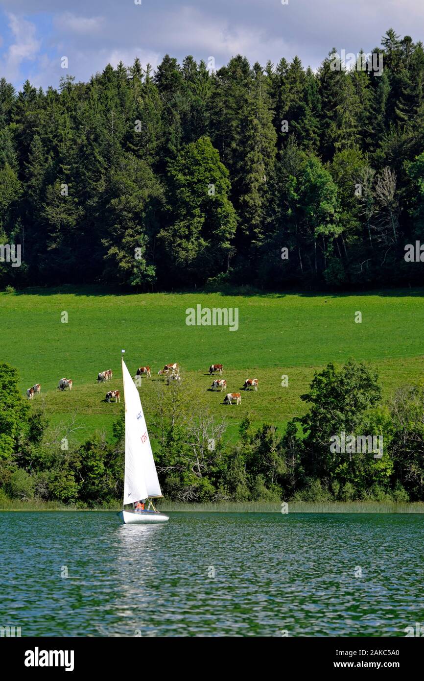 France, Doubs, Saint Point, Lac Saint Point Lac, voilier, les pâturages, les vaches vaches montbéliardes exclusivement Banque D'Images