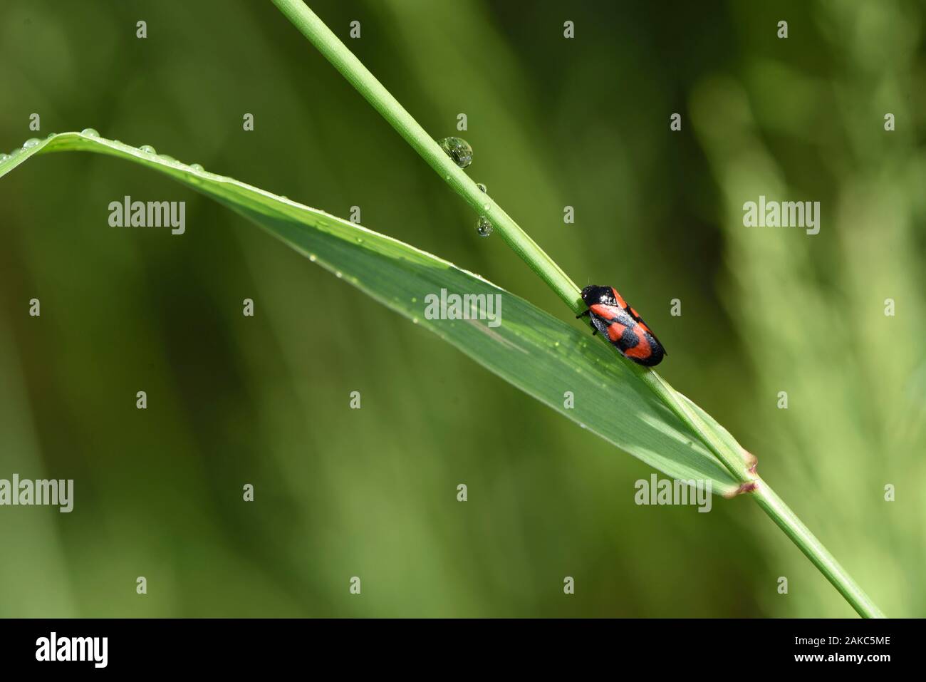 La France, Territoire de Belfort, Foussemagne, pré, Cercopis vulnerata, homme Banque D'Images