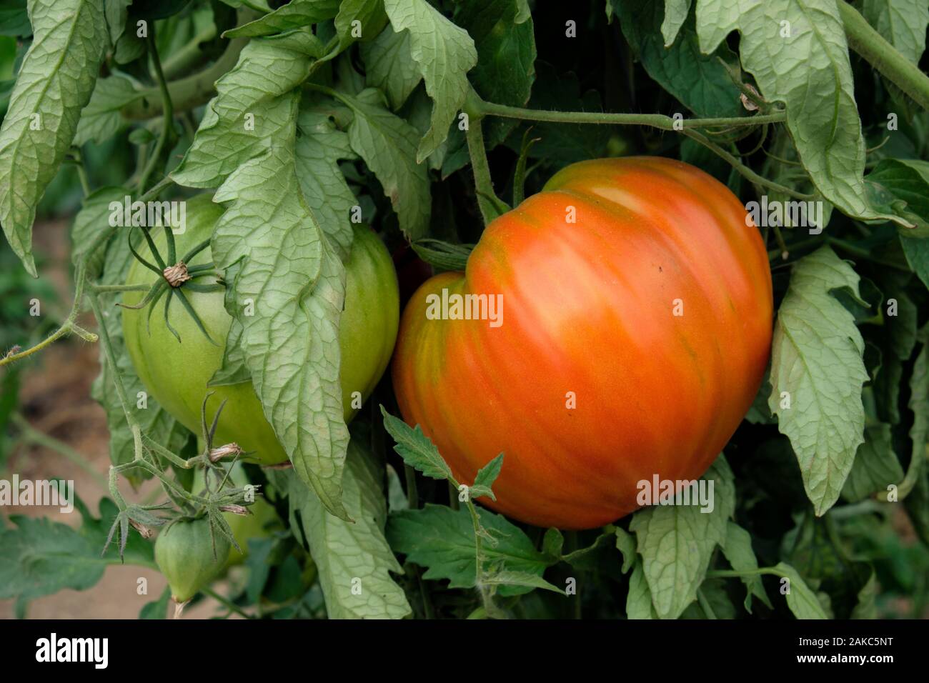 La France, Haut Rhin, Chavannes sur l Etang, maraîchage, serre, la tomate (Solanum lycopersicum), variété coeur de boeuf Banque D'Images