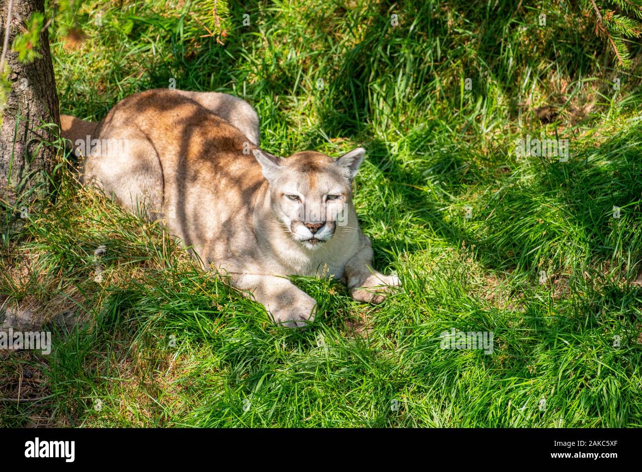 rencontres cougar quebec