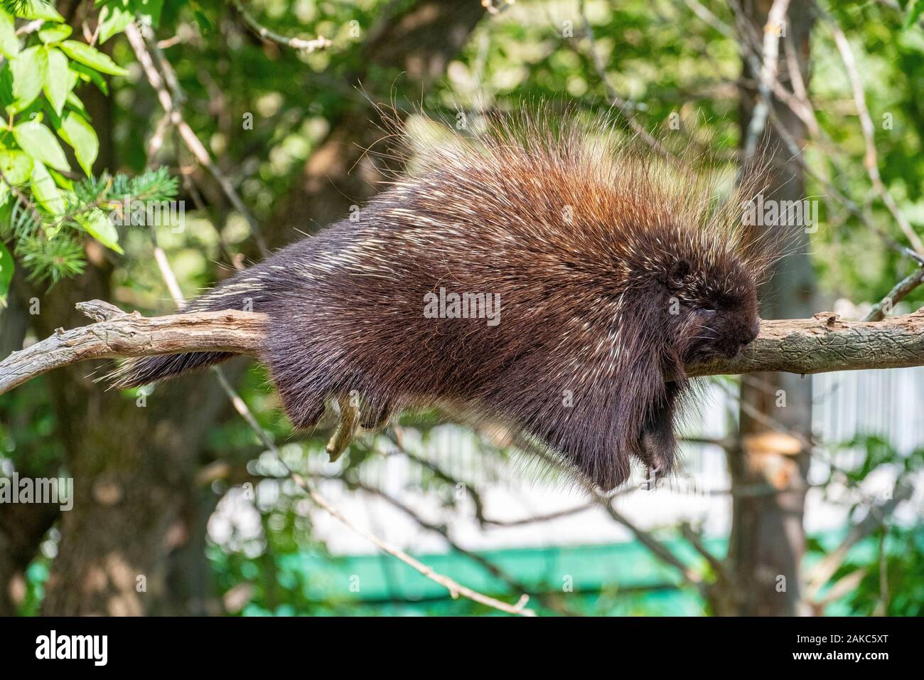 Le Canada, la province du Québec, le Lac Saint Jean, Zoo sauvage Saint Felicien Banque D'Images