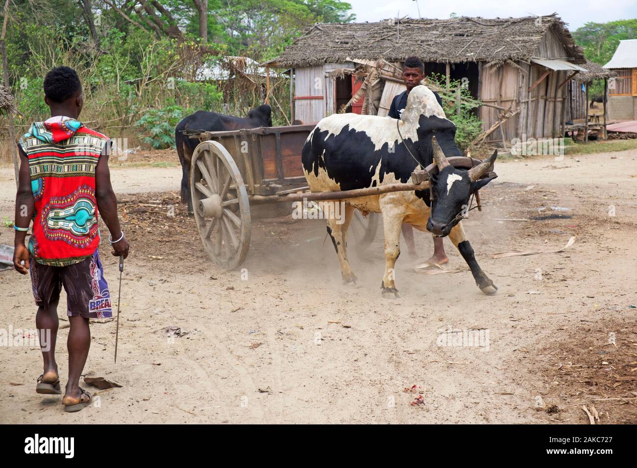 Madagascar, région Diana, village d'Marosely, jeunes agriculteurs charger chariot tiré par zébu récalcitrants Banque D'Images