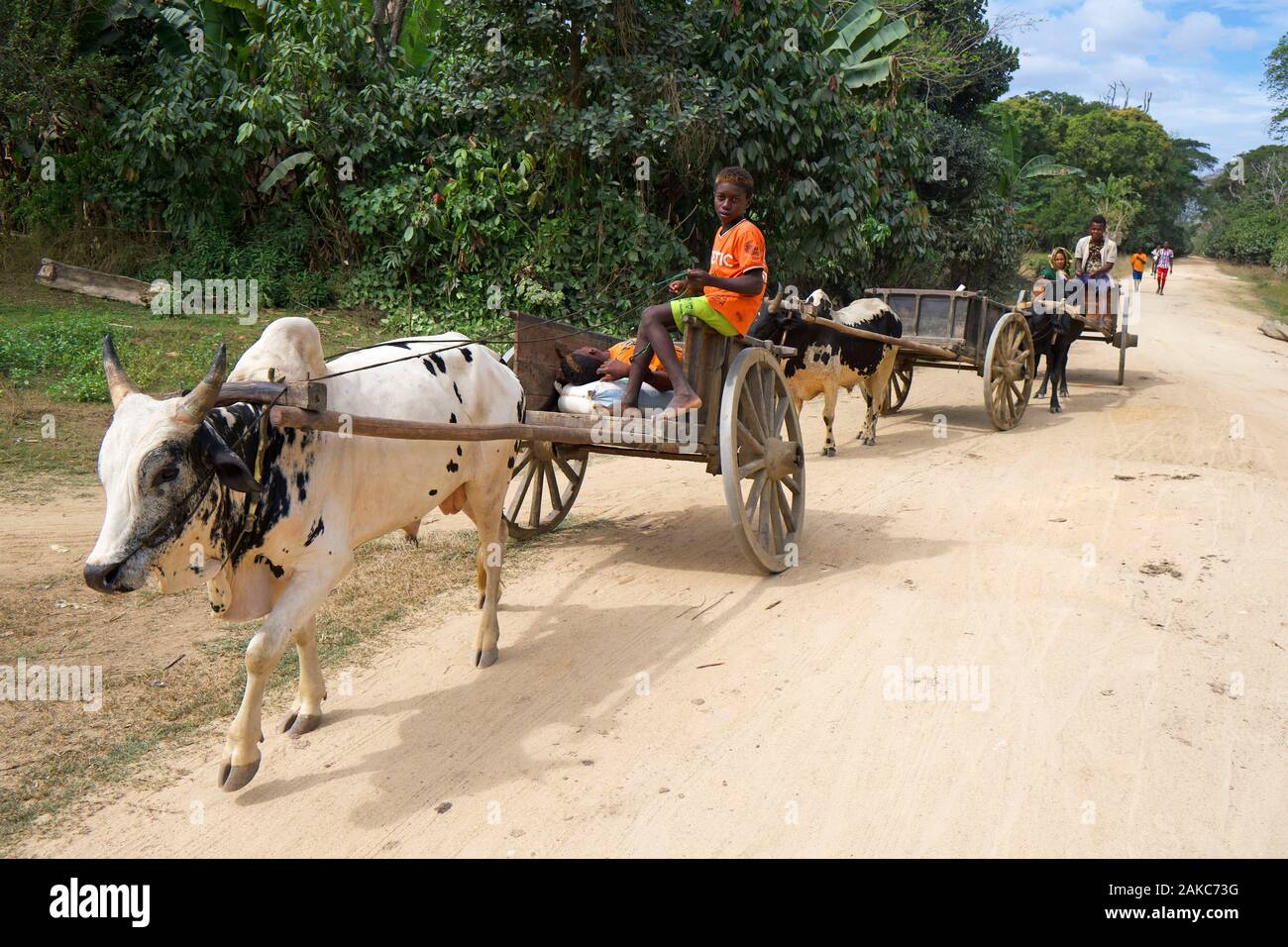 Madagascar, région de Diana, sur la route de l'Marosely, chariots tirer par des zébus apportent la nourriture au village Banque D'Images