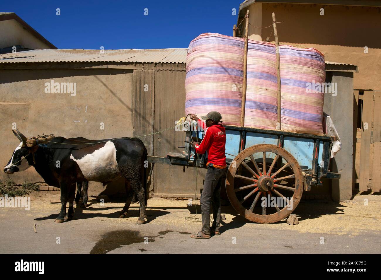 Madagascar, Analamanga, Mahitsy, transport du foin Banque D'Images
