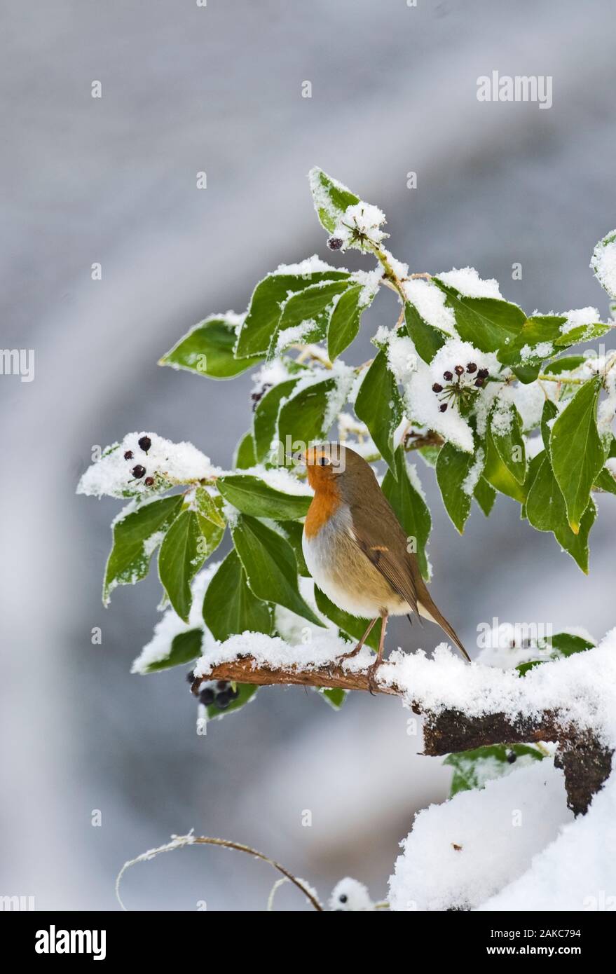 Erithacus rubecula aux abords de la neige dans le jardin d'hiver de bush dans Norfolk Banque D'Images Erithacus rubecula aux abords de la neige dans le jardin d'hiver de bush dans Norfolk Banque D'Images