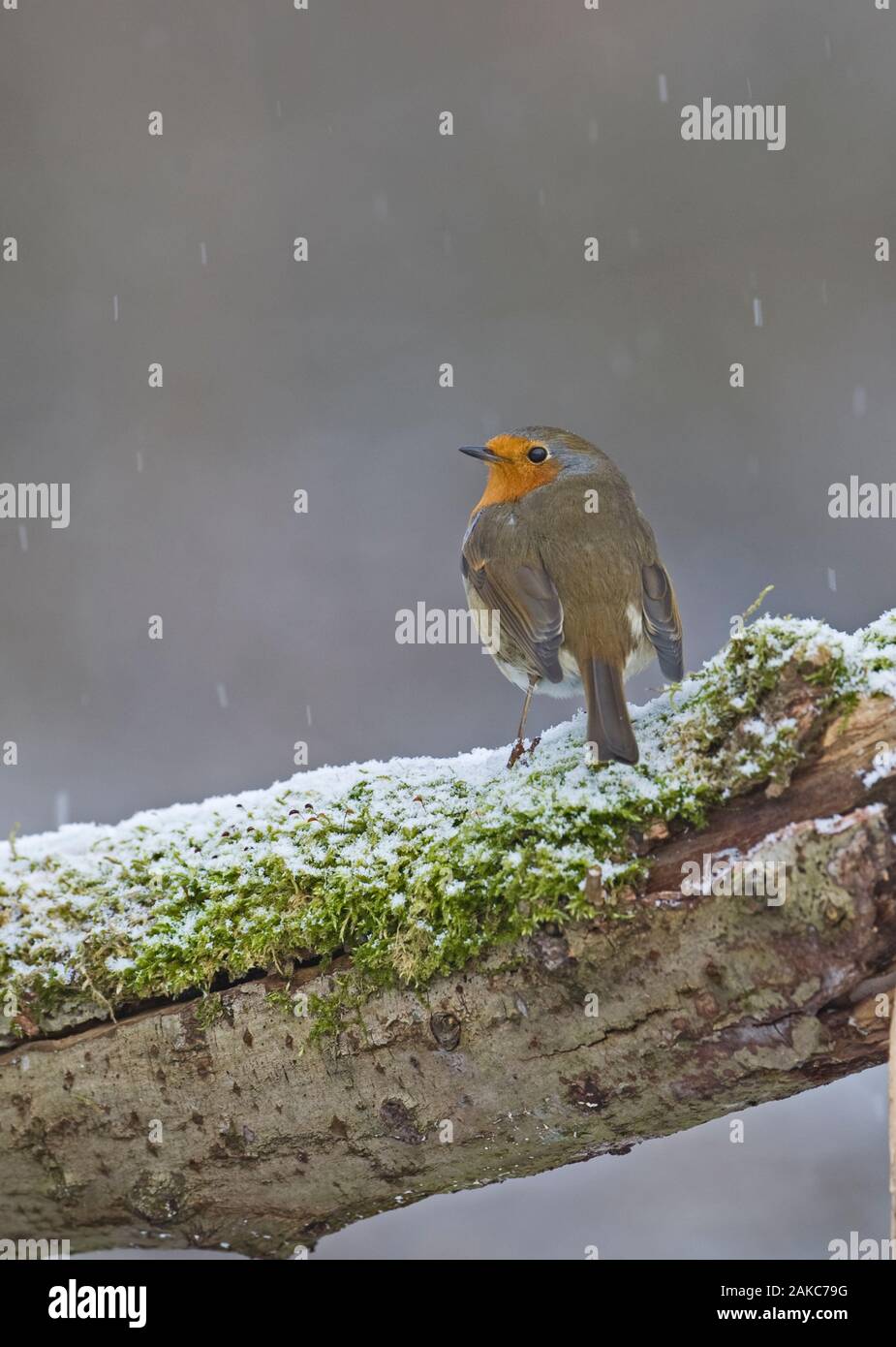 Erithacus rubecula aux abords de l'hiver de Norfolk Banque D'Images Erithacus rubecula aux abords de l'hiver de Norfolk Banque D'Images