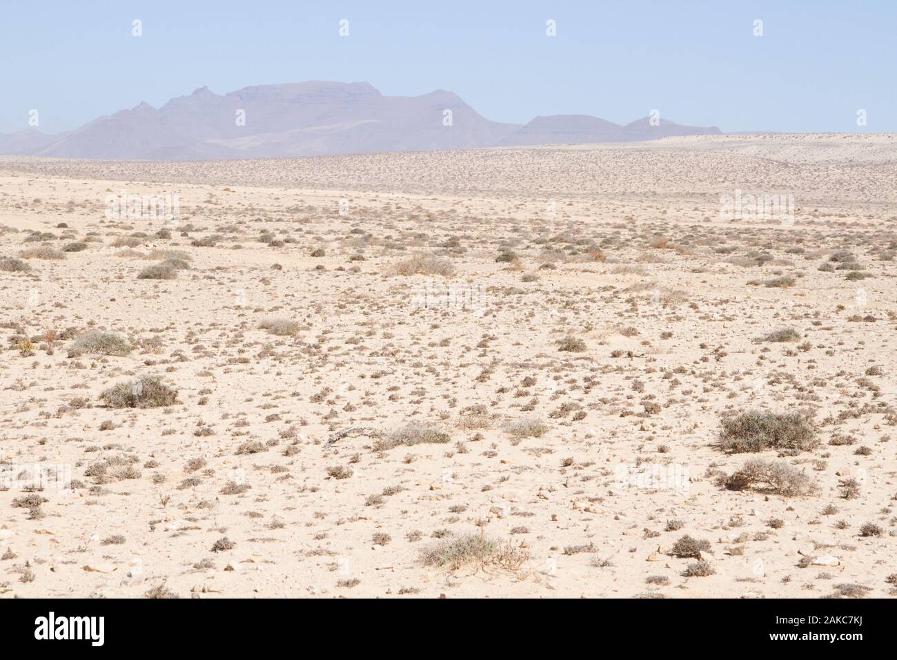 Paysage désertique de parc naturel de Jandia, Fuerteventura, Îles Canaries. L'outarde houbara (Chlamydotis undulata) fuerteventurae l'habitat typique. Banque D'Images