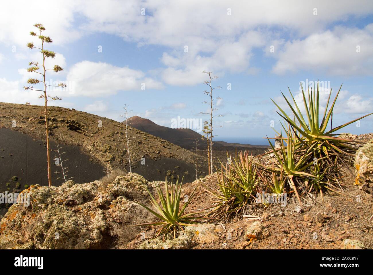 Wild Aloe vera (Aloe Barbadensis) sur le sol de sable volcanique, le Parc National de Timanfaya (parc naturel volcanique), Lanzarote, îles canaries, espagne. Banque D'Images