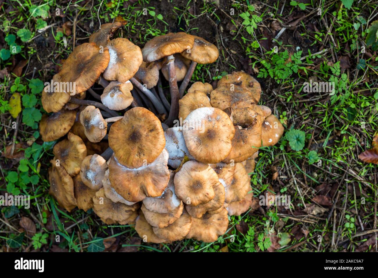 Lactarius quietus, également connu sous le nom de chêne, oakbug milkcap milkcap milkcap ou dans le sud, les champignons sauvages dans la campagne britannique Banque D'Images